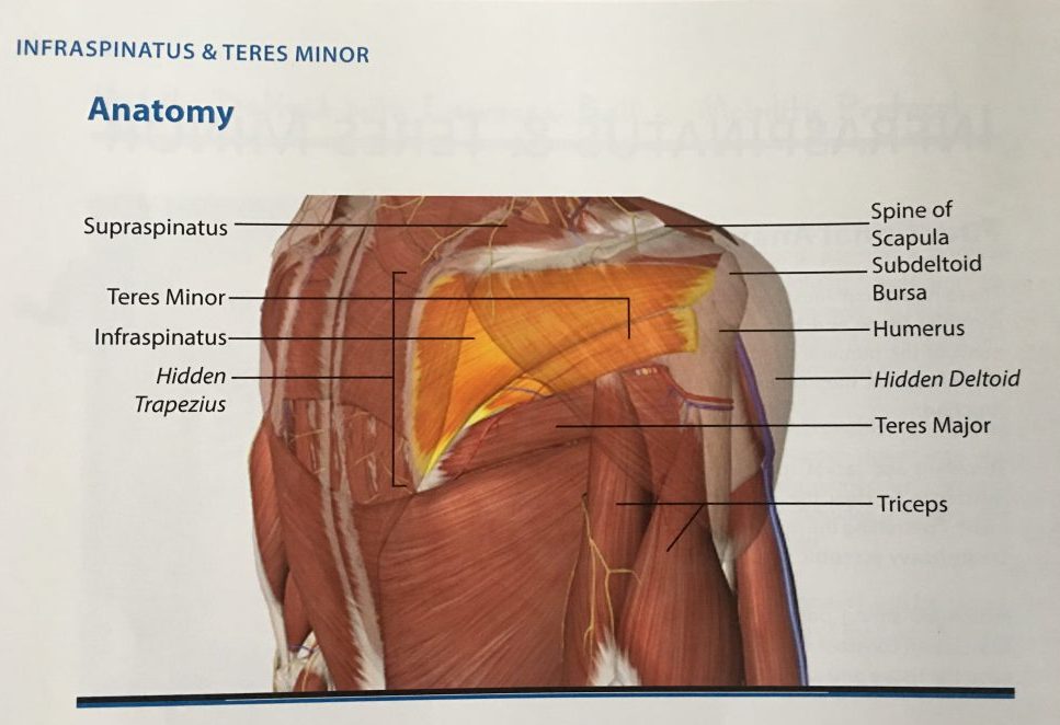 Treat Injuries and Improve Your Mobility with the Book, 